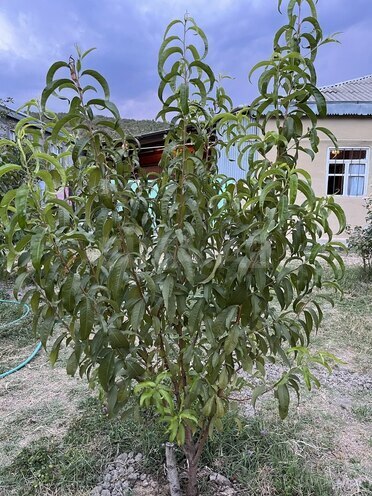 3 otaqlı həyət evi/bağ evi - Quba - 70 m² (16)