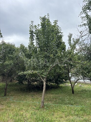 6-комн. дом/дача - Ленкорань - 350 м² (9)