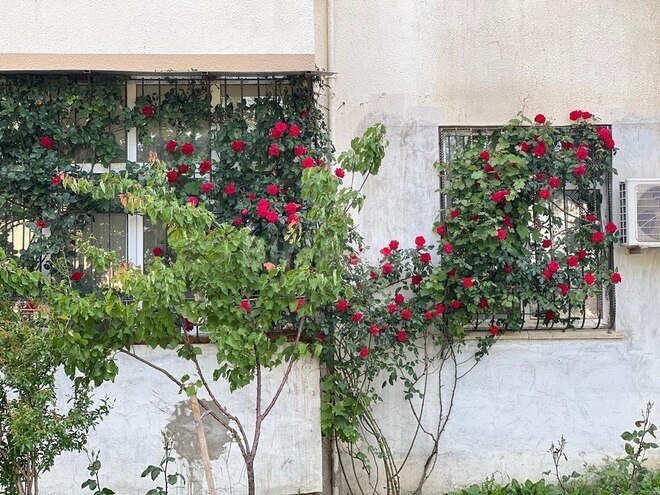 2 otaqlı köhnə tikili - Masazır q. - 46 m² (13)