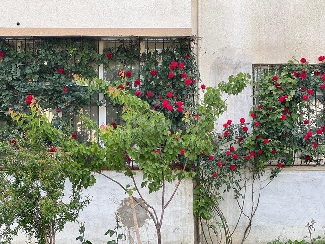 2 otaqlı köhnə tikili - Masazır q. - 46 m² (11)