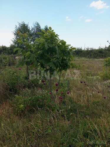 Участок - Шеки - 38 сот (13)