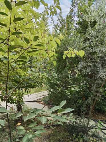 5 otaqlı həyət evi/bağ evi - Qobustan q. - 198.5 m² (1)