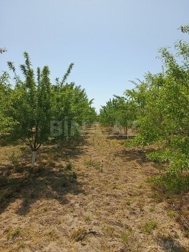 Участок - пос. Маштаги - 12 сот (2)