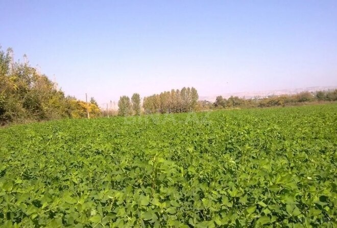 Участок - Акстафа - 110 сот (1)