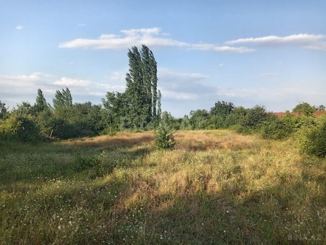 Участок - Товуз - 19 сот (12)