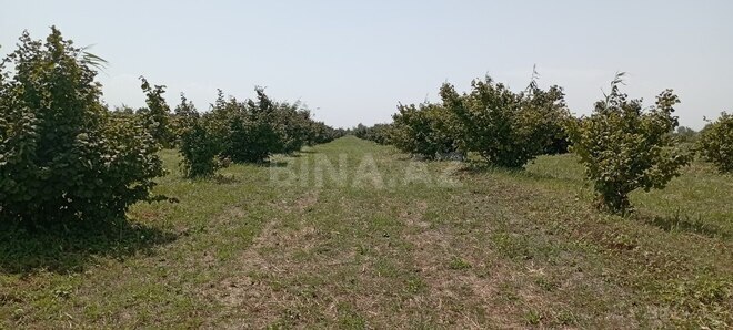 Участок - Худат - 120 сот (3)