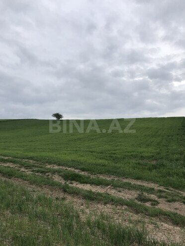Участок - Губа - 128 сот (1)