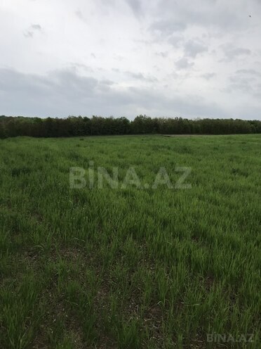 Участок - Губа - 128 сот (5)