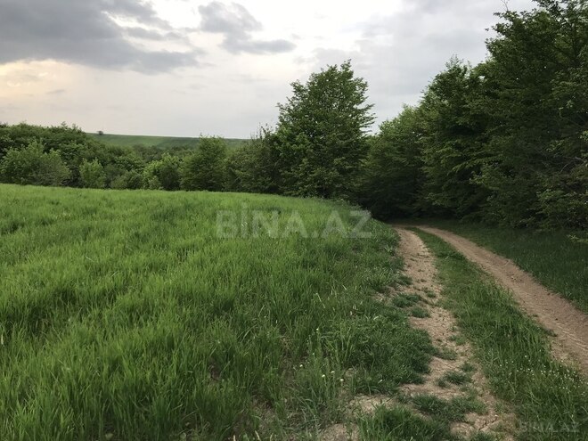 Участок - Губа - 128 сот (4)