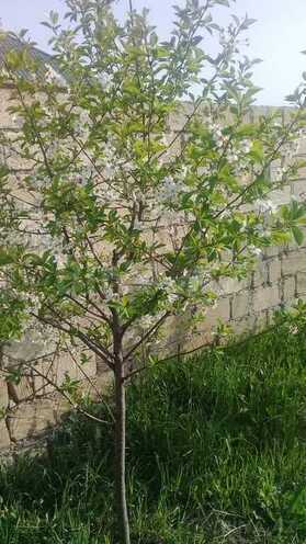 3-комн. дом/дача - Сумгаит - 80 м² (12)