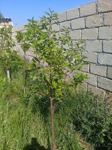 3-комн. дом/дача - Сумгаит - 80 м² (18)