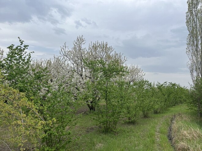 Участок - Хачмаз - 46 сот (7)