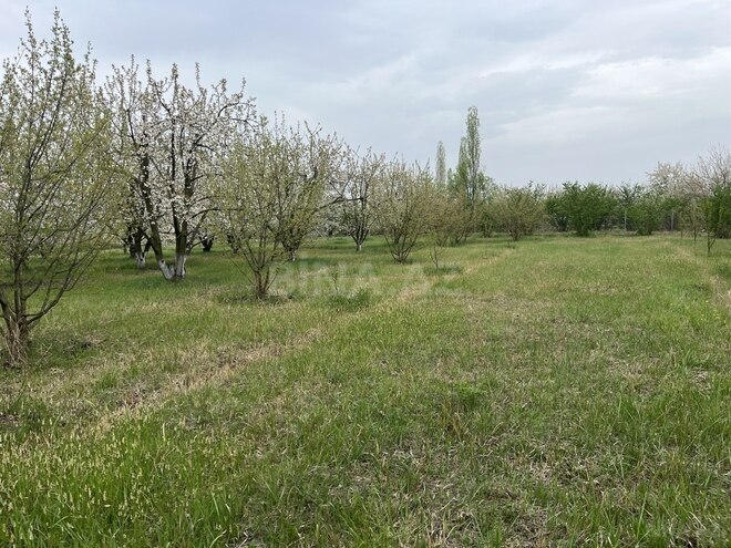 Участок - Хачмаз - 46 сот (5)