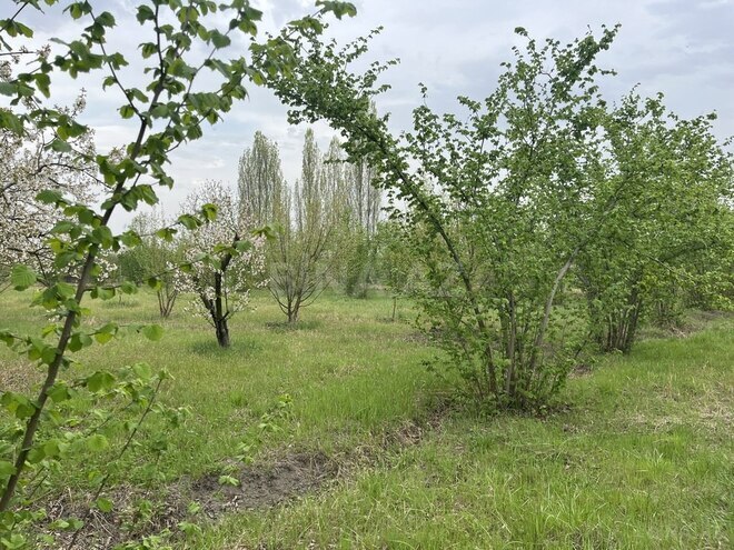 Участок - Хачмаз - 46 сот (6)