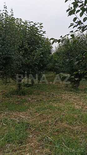 Torpaq - Göyçay - 132 sot (4)