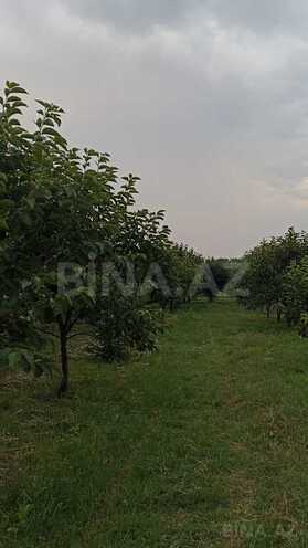 Torpaq - Göyçay - 132 sot (7)
