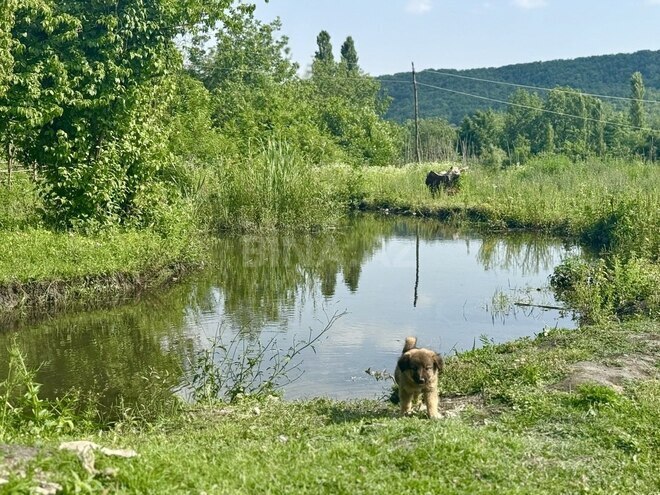 2-комн. дом/дача - Габала - 50 м² (3)