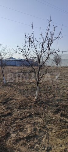 Участок - Нахичеван - 37 сот (1)