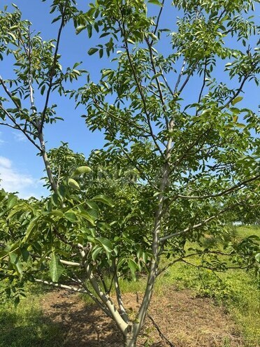 Продаётся  участок 2 000 сот, photo 14 from 31