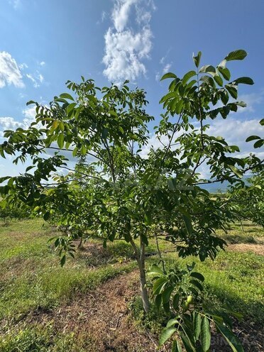 Продаётся  участок 2 000 сот, photo 17 from 31