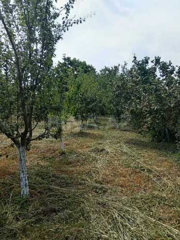 Satılır 3 otaqlı həyət evi/bağ evi 100 m², Xaçmaz r., photo 13 from 32