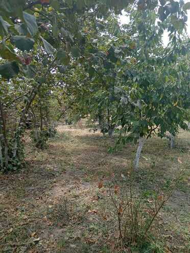 Satılır 3 otaqlı həyət evi/bağ evi 100 m², Xaçmaz r., photo 11 from 32