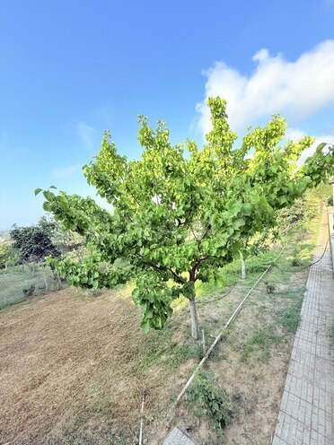 İcarəyə verilir 5 otaqlı həyət evi/bağ evi 400 m², Novxanı q., photo 16 from 29