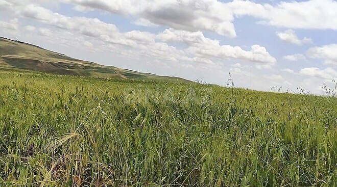 Satılır  torpaq 7 490 sot, photo 9 from 10