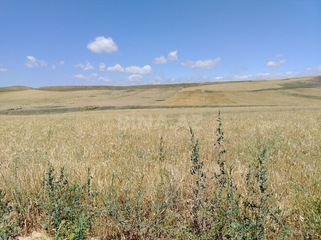 Satılır  torpaq 7 490 sot, photo 6 from 10