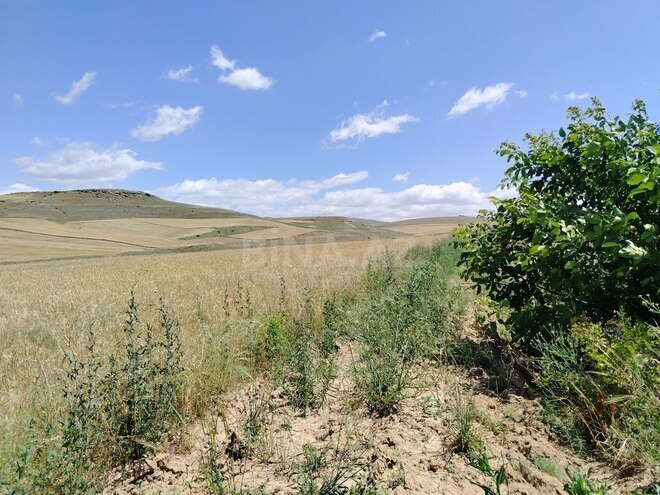 Satılır  torpaq 7 490 sot, photo 5 from 10