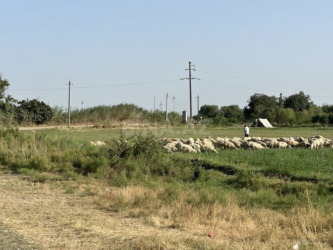 Satılır  torpaq 7 000 sot, photo 1 from 15