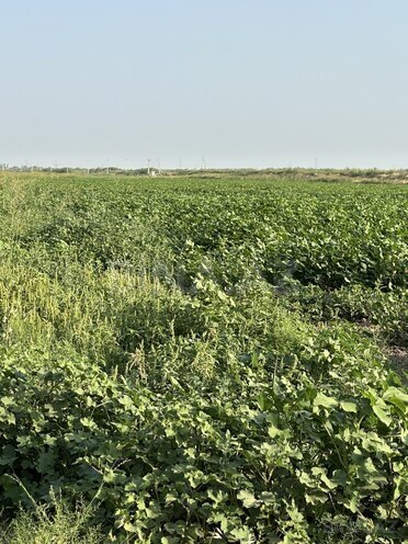 Satılır  torpaq 7 000 sot, photo 7 from 15