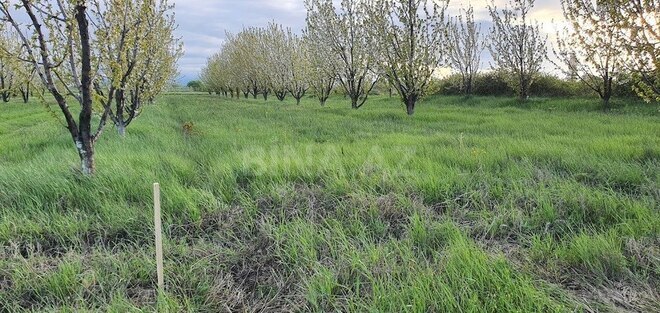 Продаётся  участок 235 сот, Хачмазский р., photo 3 from 5