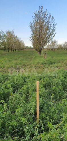 Продаётся  участок 235 сот, Хачмазский р., photo 4 from 5