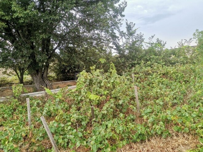 Продаётся  участок 50 сот, пос. Нардаран, photo 10 from 12