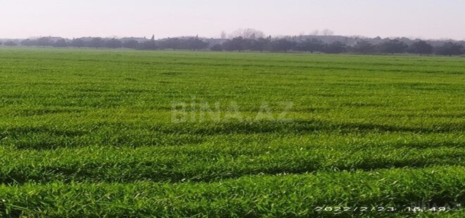 Продаётся  участок 1 300 сот, Хачмазский р., photo 4 from 7