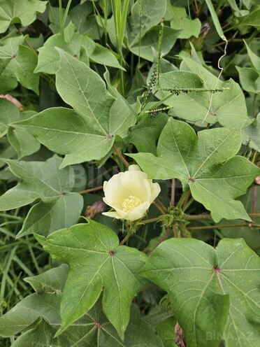 Satılır  obyekt 3 000 m², photo 3 from 32