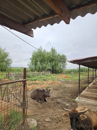 Satılır  obyekt 3 000 m², photo 8 from 32