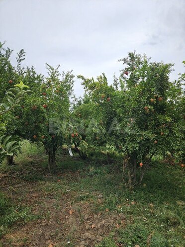 Satılır  obyekt 3 000 m², photo 31 from 32