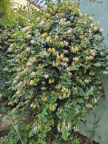 Продаётся 6-комн. дом/дача 200 м², пос. Мехтиабад, photo 16 from 23