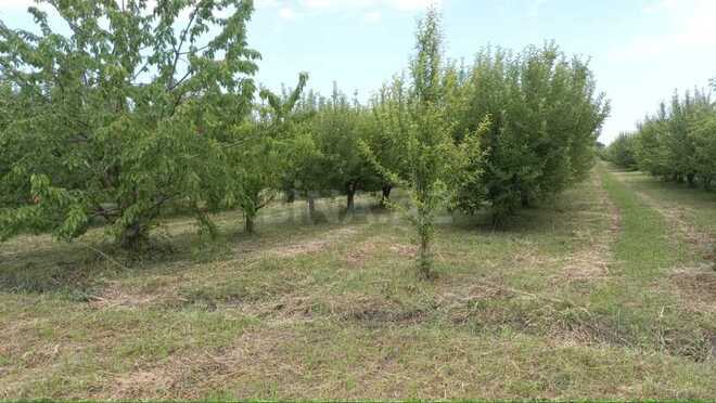 Satılır  torpaq 168 sot, photo 3 from 31