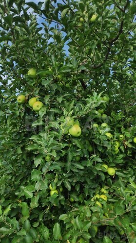 Satılır  torpaq 168 sot, photo 6 from 31