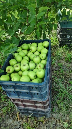 Satılır  torpaq 168 sot, photo 7 from 31