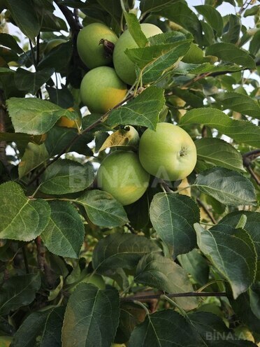 Satılır  torpaq 168 sot, photo 11 from 31