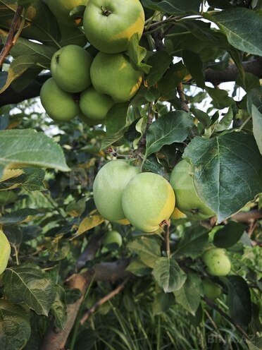 Satılır  torpaq 168 sot, photo 10 from 31