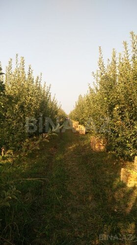 Satılır  torpaq 168 sot, photo 18 from 31