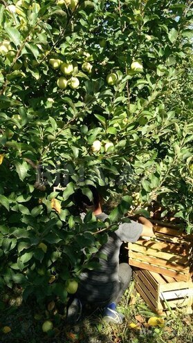 Satılır  torpaq 168 sot, photo 19 from 31