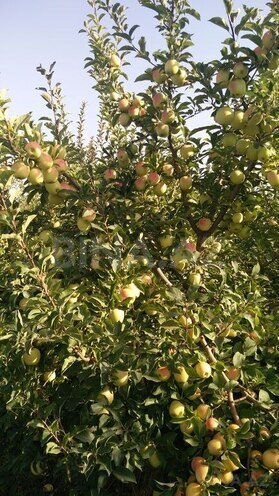 Satılır  torpaq 168 sot, photo 17 from 31