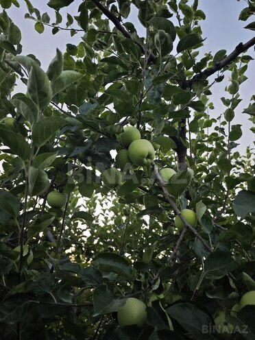 Satılır  torpaq 168 sot, photo 16 from 31