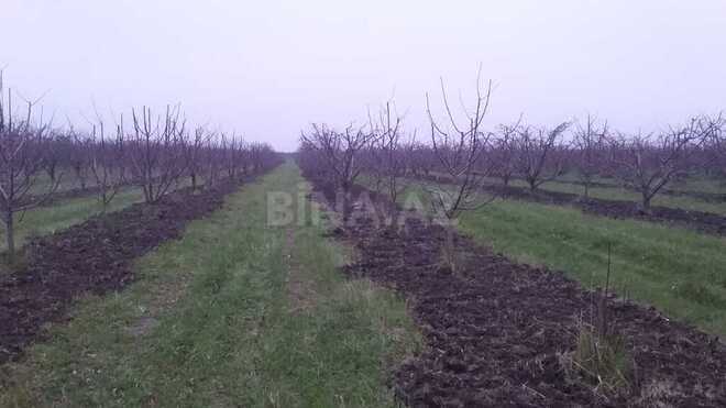 Satılır  torpaq 168 sot, photo 24 from 31